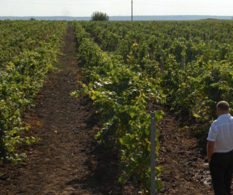 Rusia vrea să crească taxele vamale pentru produsele din Rusia
