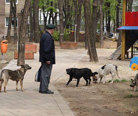 Șicanări demne de Mafie în războiul dintre hingheri și iubitorii animalelor. Reacția unei germanece la scenă: "Mi se pare o nebunie. Aşa mulţi oameni mari care aleargă după un căţel mic... mi se pare ireal"