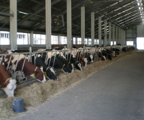 Afacerea „Vacile fantomă” - un tun de peste 70 de milioane de euro
