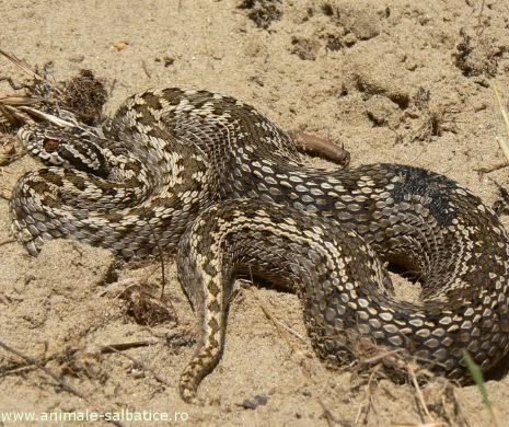 Alertă de vipere în Munții Retezat și Parâng