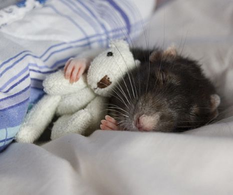 Caz REVOLTĂTOR: Sute de şobolani, crescuţi pe post de animale de companie