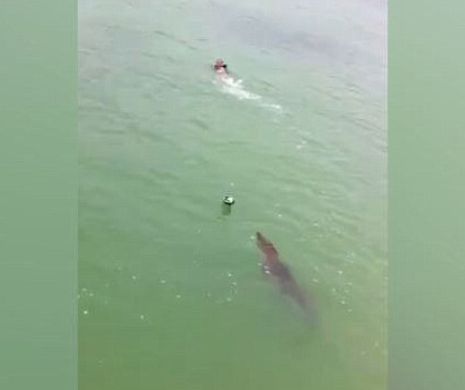 Cursă pe VIAŢĂ şi pe MOARTE. Un CROCODIL "fugăreşte" în apă un tânăr. Cum au intervenit cei din jur ca să îl ajute | VIDEO