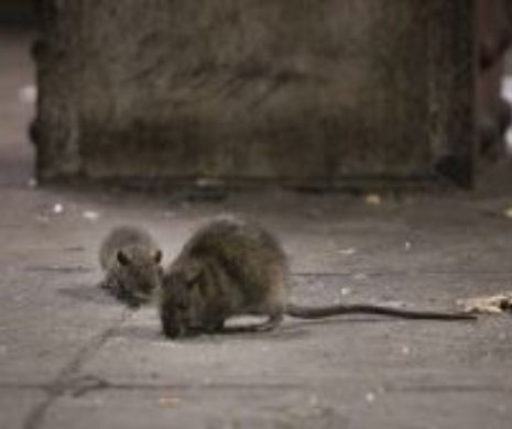 EXCLUSIV PRINT. În pragul unei catastrofe subterane. Șobolanii rod cablurile de la Metrou