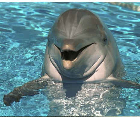 Delfin: caracteristici și obiceiuri ale acestui mamifer