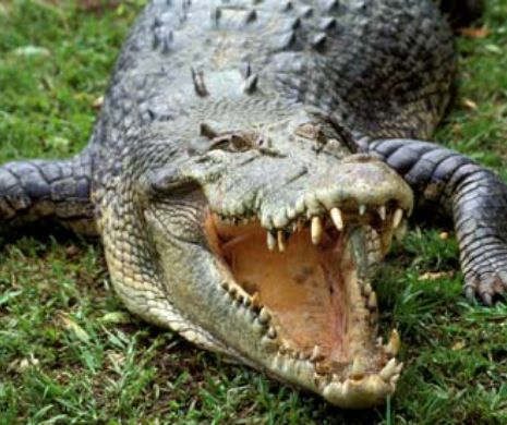 PANICĂ la un colegiu din TEXAS. Un CROCODIL a intrat în campusul universitar