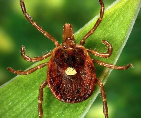 S-ar putea să nu mai poți mânca niciodată carne dacă ai fost mușcat de această insectă