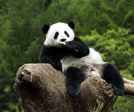 Și animalele sunt parșive: O femelă PANDA a mimat că e însărcinată, ca să primească tratament preferențial