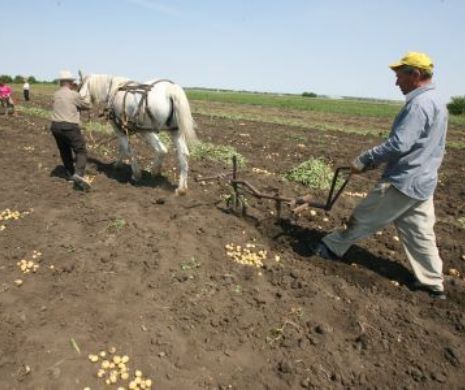 Subvenţii pentru trei milioane de fermieri