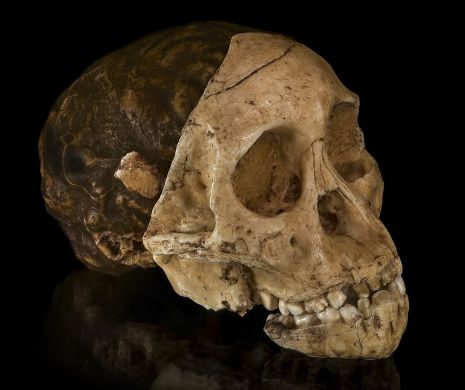 VERDICT, după 90 de ani de controverse: Craniul "copilului din Taung", vechi de 3 milioane de ani, NU are caracteristici umane