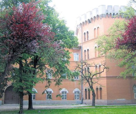 Bufnițele au acaparat centrul Timișoarei