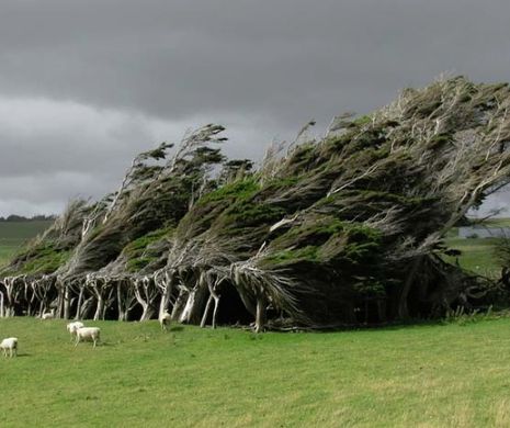 COD GALBEN de vânt. Care sunt zonele vizate