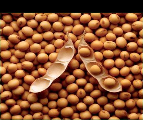 Coreea de Sud, Germania și Ungaria se bat pe soia românească!