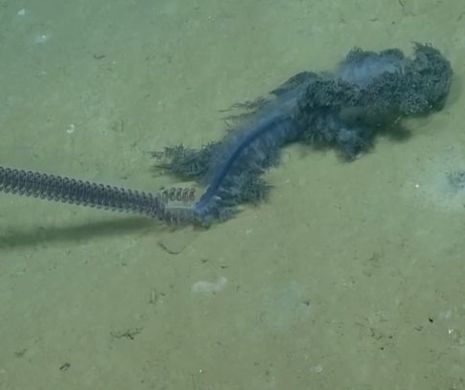 Creatura care a şocat cercetătorii. Descoperită pe fundul mării, nimeni nu credea că MAI EXISTĂ aşa ceva | VIDEO