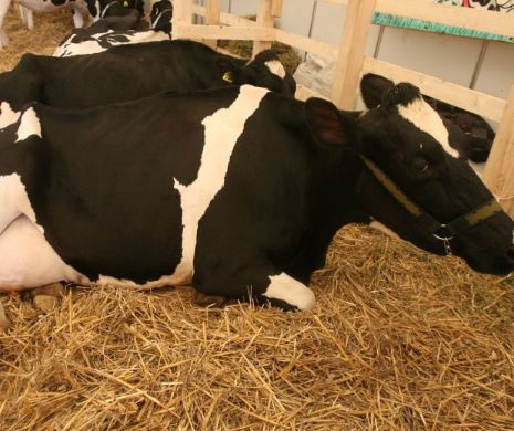 Fenomenul boala limbii albastre se extinde: Peste 750 de animale afectate!