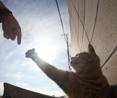 PARADISUL PISICILOR pe pământ japonez. Insula pe care trăiesc mai multe feline decât oameni | GALERIE FOTO și VIDEO