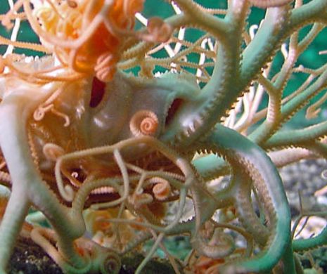 Creatura cu peste 100 de TENTACULE. Un MONSTRU marin care pare de pe altă planetă a băgat SPAIMA în pescari