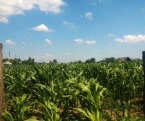 Directorul Direcție pentru Agricultură Mureș, reținut de DNA