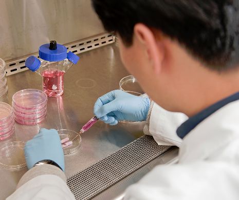 Grefe de penisuri cultivate în laborator