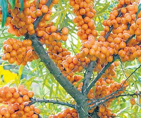 Imunizare naturală cu fructe de cătină