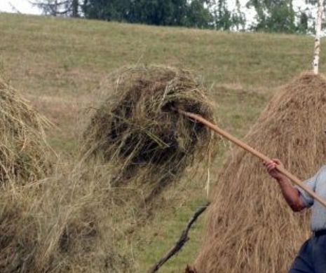 Mafia fânului loveşte toamna