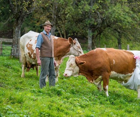 Nebunie. Motivul pentru care acest ţăran le-a pus SCUTECE vacilor sale | GALERIE FOTO