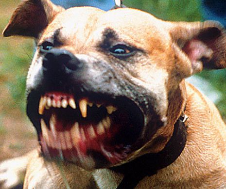 Momente de groază în plină stradă. Copil salvat în ultimul moment de furia unui pitbull