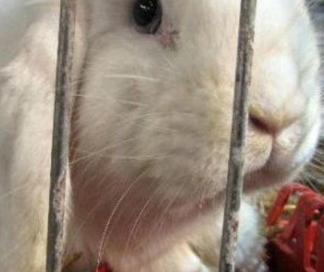 Un iepuraș de companie a alungat hoții