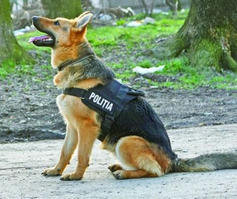 Un suporter a fost amendat pentru că a înjurat un câine