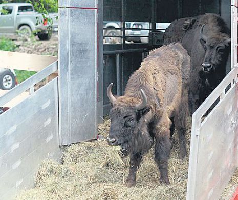 Zimbrii din Armeniș au murit de „limbă albastră”