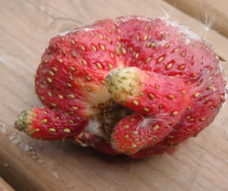 Acest lucru îmbunătăţeşte STAREA MENTALĂ