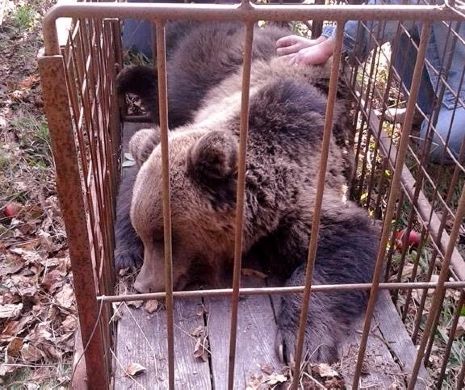 ALERTĂ. URȘII din vest dau iama în sate, de foame. Cum a fost capturat URSUL de la Moneasa I GALERIE FOTO