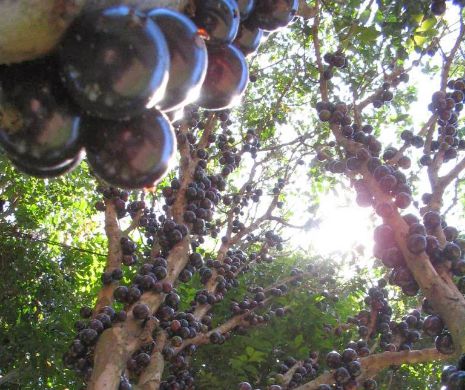 De ce ar trebui să mănânci mai multe prune