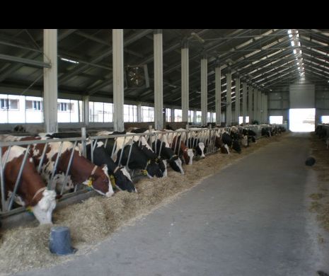 Expert în fonduri europene, reținut după ce a întocmit și aprobat proiecte pentru falși fermieri