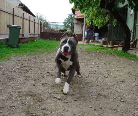 Femeie SFÂȘIATĂ de câinii AMSTAFF ai vecinului. Victima se zbate între viață și moarte