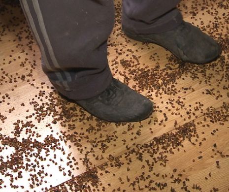 Invazie de BUBURUZE în Arad. Oamenii adună insectele din case cu LOPATA