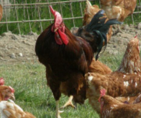 PESTE 30.000 de păsări bolnave urmau să fie sacrificate și, probabil, puse în vânzare