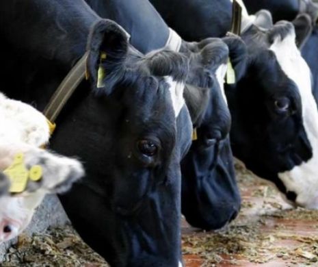 Șeful Autorităţii Naţionale Sanitar-Veterinare, Cristian Duicu, adus la audieri de procurori