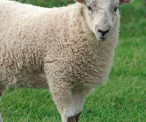 Un student beat a făcut dragoste cu o oiță