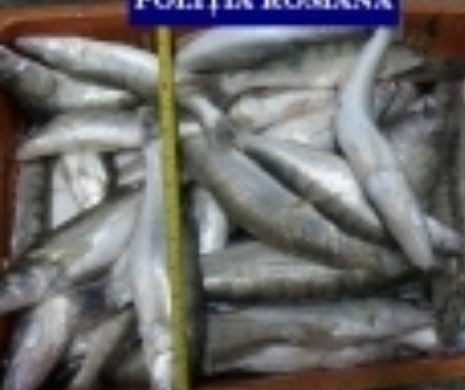 ACŢIUNE ÎN DELTA DUNĂRII. Peste 600 de kilograme de peşte fără acte