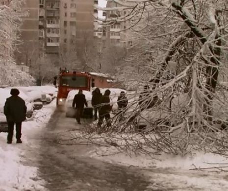 Aproape 60 de maşini avariate de copacii doborâţi de vânt, în Capitala