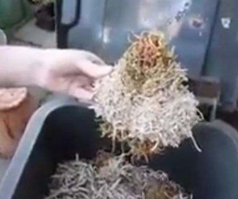 Cea mai mare CIUDĂŢENIE a lumii. Planta care creşte în trei secunde un metru. O tai şi creşte la loc. VIDEO INCREDIBIL