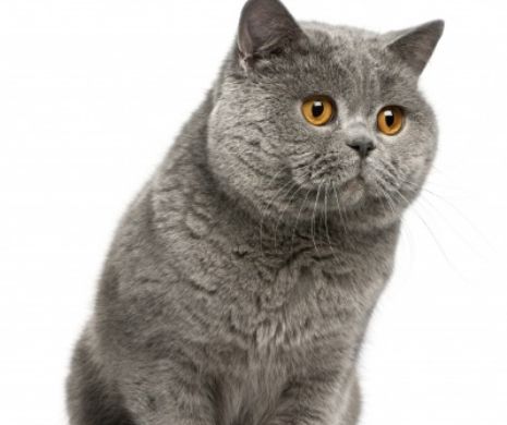 Fiscul siberian le ia pisicile datornicilor