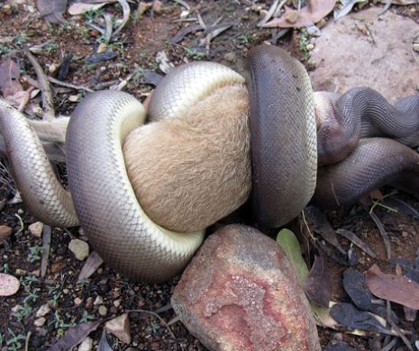 În Australia un piton de trei metr mănâncă un pui de cangur.VIDEO SPECTACULOSi