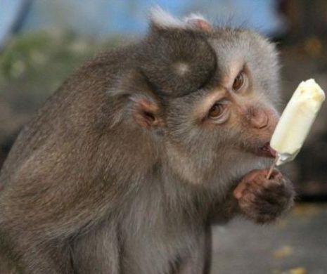 Insula maimuţelor  EXISTĂ. Cel care a realizat documentarul despre aceasta şi-a riscat viaţa | VIDEO