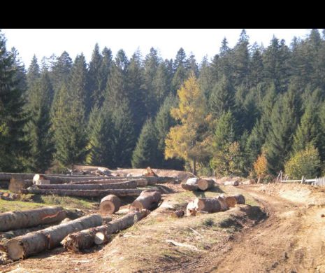 Mafia retrocedărilor. «Complicele» lui Ceteraș, «Regele pădurilor», conduce și azi Direcția Silvică Covasna