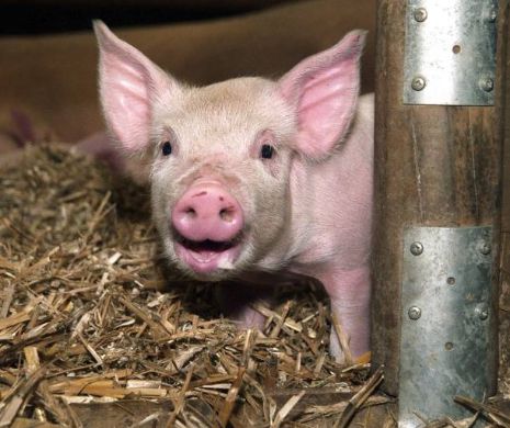 Mănânci carne de PORC? Ai grijă! Iată RISCURILE la care te expui