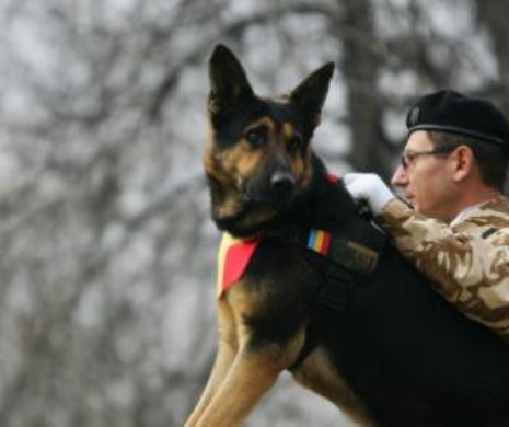 Mărturii incredibile despre CÂINELE EROU abandonat de Armata Română. Veteranii de război: „Max a salvat viaţa a peste 30 de camarazi”
