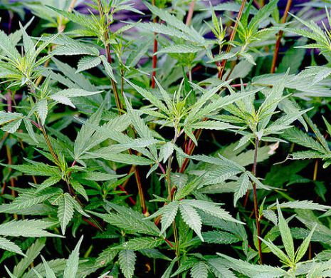 O elevă dint-a șasea vindea la școală droguri obținute din grădina ei