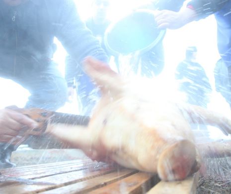 S-au ales CEI MAI BUNI MĂCELARI de Ignat I FOTO