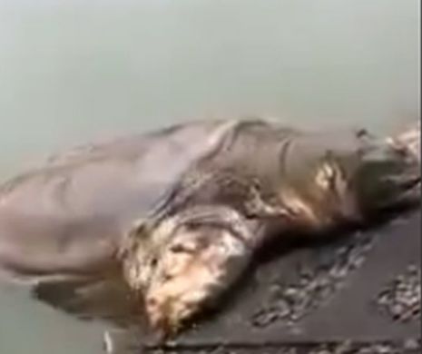 ŢESTOASA GIGANTICĂ. Descoperire uimitoare a unor turişti. Oamenii au spus că e o creatură din preistorie. VIDEO